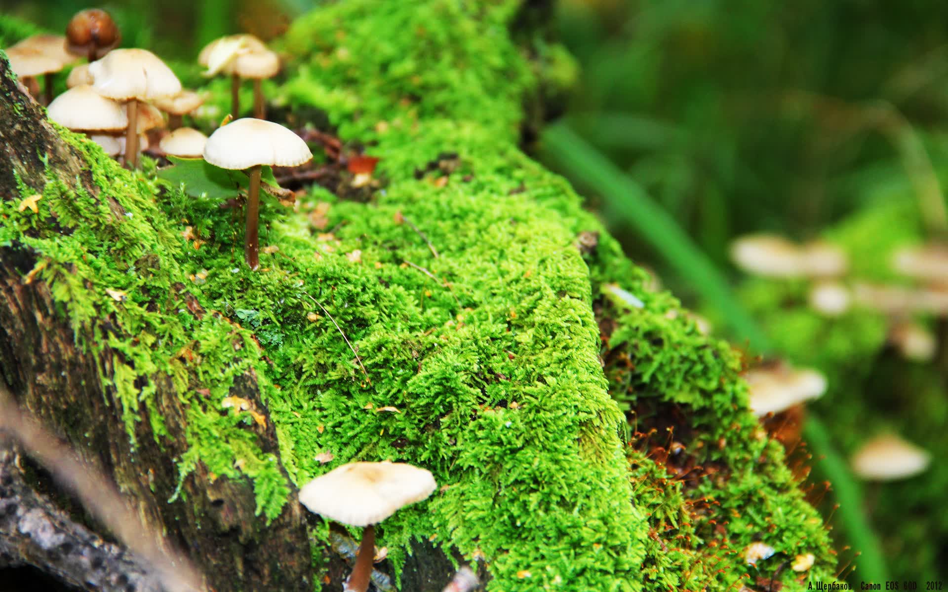 世界拳击职业联赛季后评选MVP揭晓,世界拳击经典赛